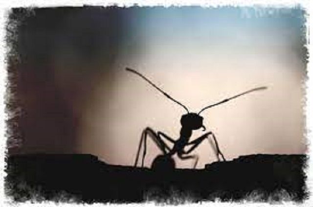 Hormigas blancas en el mundo