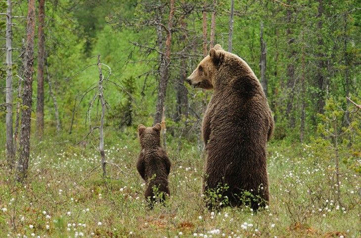 La invasión de los osos