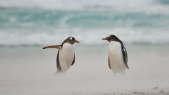 Dos pingüinos y un conflicto